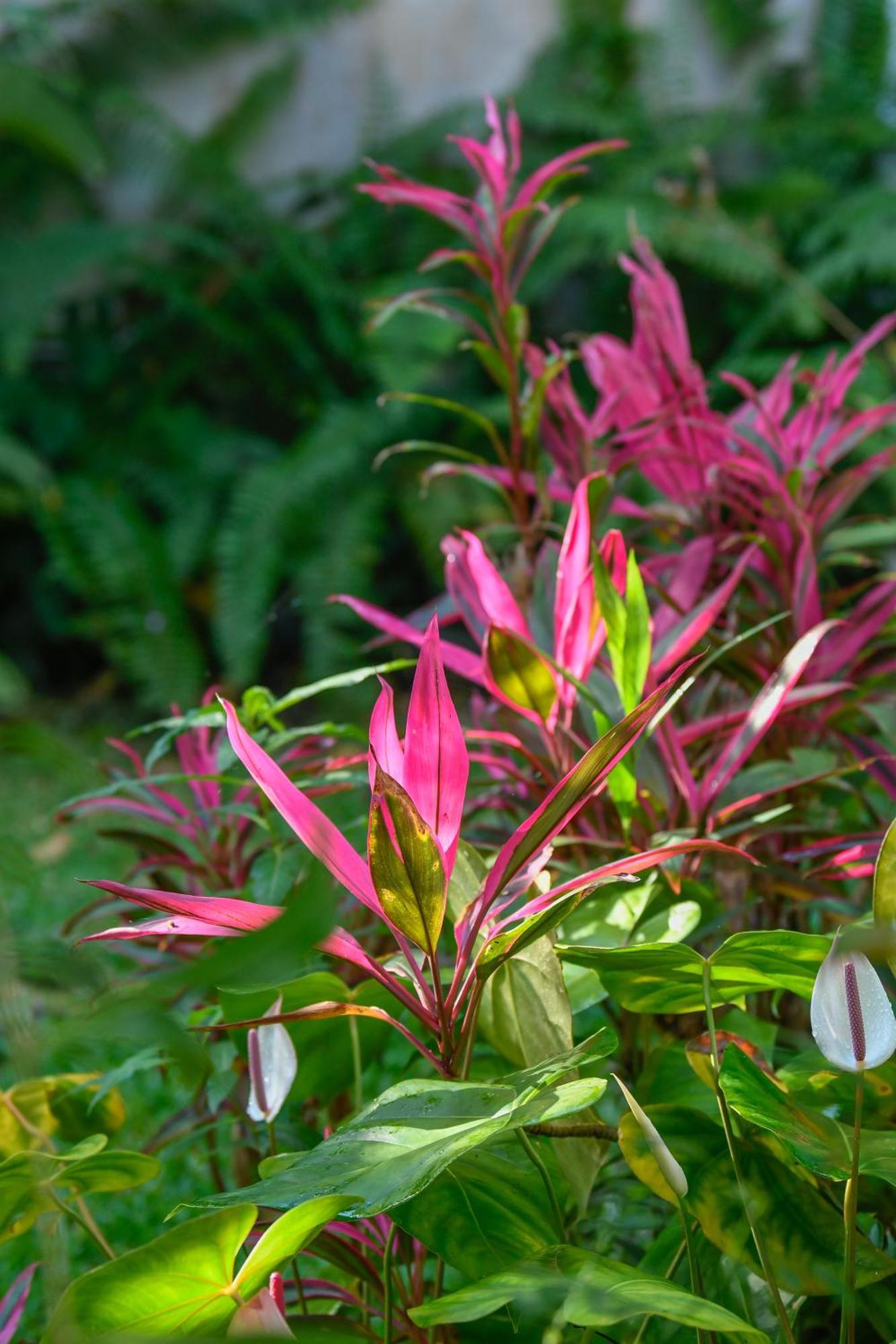 Le Medinilla Bed & Breakfast Bras-Panon ภายนอก รูปภาพ